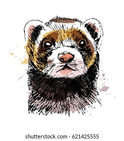Colored hand sketch head ferret. Vector illustration