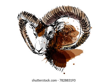 Colored hand sketch head mouflon. Vector illustration