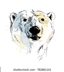 Colored Hand Sketch Head Of Polar Bear. Vector Illustration