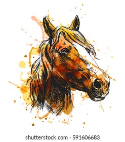 Colored hand sketch horse head. Vector illustration