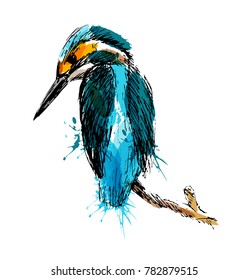 Colored Hand Sketch Of Kingfisher. Vector Illustration