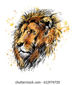 Colored hand sketch lion head. Vector illustration