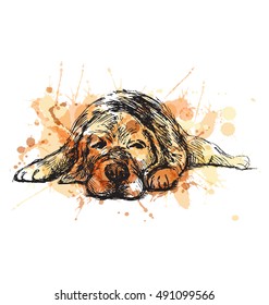 Colored hand sketch lying dog. Vector illustration