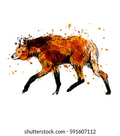 Colored hand sketch maned wolf. Vector illustration