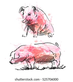 Colored hand sketch of a pig. Vector illustration