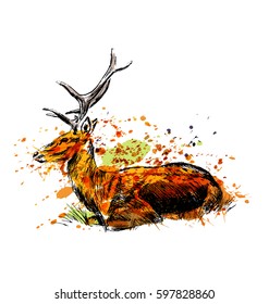 Colored hand sketch sitting deer. Vector illustration