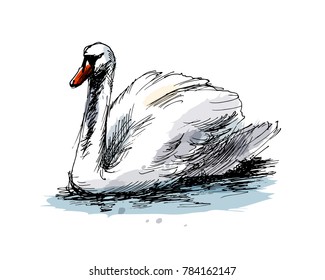 Colored hand sketch swan. Vector illustration