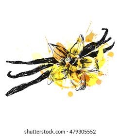 Colored hand sketch vanilla. Vector illustration