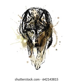 Colored hand sketch walking wolf. Vector illustration