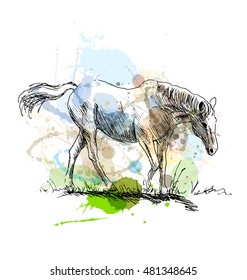 Colored hand sketch of a white horse. Vector illustration