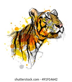 Colored hand sketch of a young tiger. Vector illustration