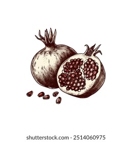 Pomegranate colorido desenhado à mão com sementes. Design de ilustração vetorial.