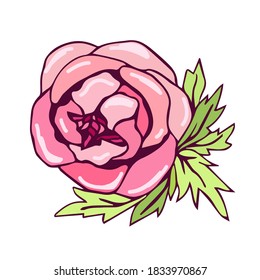 Ilustración vectorial de color dibujada a mano. Flor de peonía rosa delgada aislada en un fondo blanco. Para imprimir camisetas, pegatinas, etiqueta, postal.