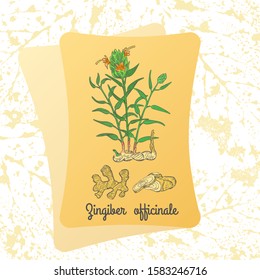 Colored Herbal Ginger on the Textured Substrate made as Two Paper Sheets. Semitransparent Substrate with Leaf Imprints on the White Background. Herbal Plant with the Latin Name Zingiber Officinale