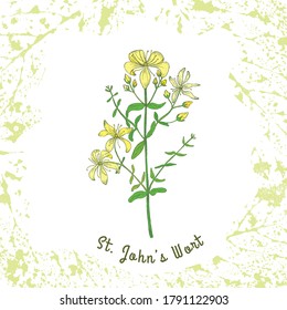 Colored Herbal perforate St Johns-wort Surrounded with Textured Framing Made From Semitransparent Leaf Imprints on the White Background. Herbal Plant with the Latin Name Hypericum perforatum