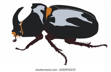colored horn beetles on a white background