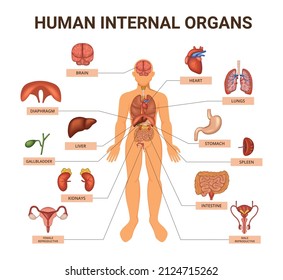 Infografía de sistemas de órganos corporales humanos coloreados con ayuda visual de anatomía humana con el cuerpo y los órganos dentro de ella ilustración vectorial