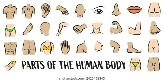 Colored human body parts with a black outline. Symbols of isolines of thin lines. Anatomy. Health care. EPS 10.