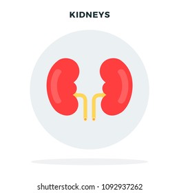 Colored human kidney in a gray circle vector flat material design isolated on white