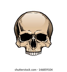 Colored human skull without lower jaw 
