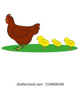 Colored illustration of chicken with little chicks isolated on white background