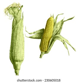Colored  illustration with corn on a light background. Hand draw .