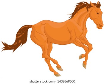 Colored illustration of a free galloping chestnut horse. The young stallion with brown mane excitedly pulled his ears back and moving at a fast pace. Vector clip art, decoration element.