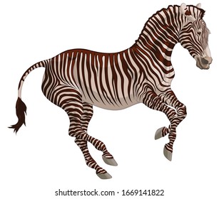 Colored illustration of a free galloping zebra. The young stallion excitedly pulled his ears back and moving at a fast pace. Vector clip art, decoration element for safari and wildlife tourism.