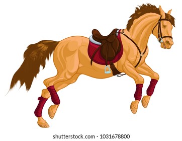 Colored illustration of a galloping mare in English saddle over red blanket and snaffle bridle with noseband. Vector Buckskin horse as a design element of equestrian sport clubs or goods.