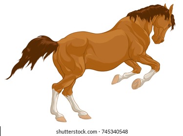 Colored illustration of a galloping steed preparing to jump, laid his ears back. Running red horse with white stockings on legs and brown mane. Vector clip art and design element for equestrian club