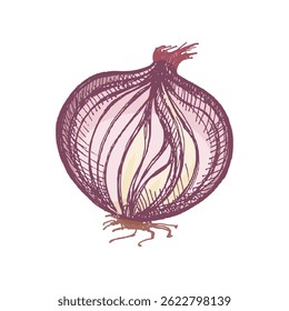 Ilustração colorida de uma lâmpada de cebola desenhada à mão com camadas descascadas visíveis. Vintage estilo gravado, perfeito para design de alimentos, mercado de fazenda, receitas e projetos botânicos. 