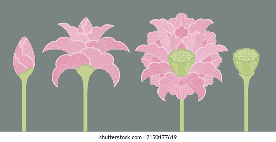 Colored illustration of ornamental Indian lotus flowers in four different phases: bud, opening blossom, full blossom and seed pod