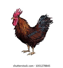Colored illustration of a rooster.