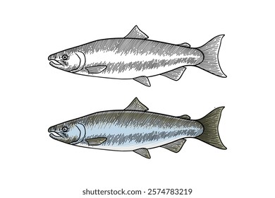 colored illustration of salmon fish in engraving style