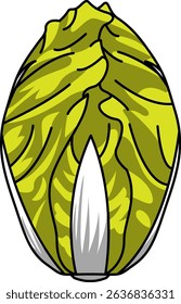 Colored Illustration of Whole Chinese cabbage