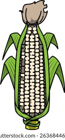 Colored Illustration of Whole Corn