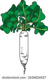 Colored Illustration of Whole Daikon Radish