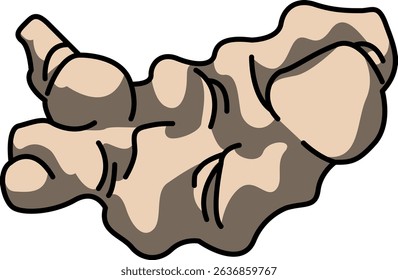 Colored Illustration of Whole Ginger