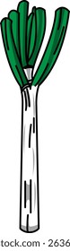 Colored Illustration of Whole Japanese Leek