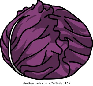 Colored Illustration of Whole Round Cabbage