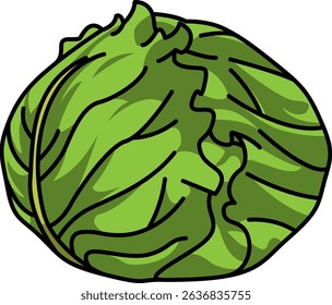 Colored Illustration of Whole Round Cabbage