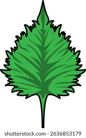 Colored Illustration of Whole Shiso