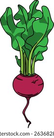 Colored Illustration of Whole Turnip