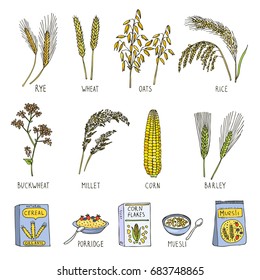 Colored illustrations of cereals. Vector pictures in hand drawn style. Sketch retro drawing fresh grain oats and rice