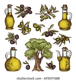 Colored illustrations of different olive products and ingredients. Vector hand drawn pictures isolated. Oil and olive, organic colored sketch drawing glass bottle with oil