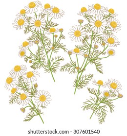 Colored  image of wild chamomile bunches with brown contour isolated on white.