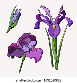 Colored irises. Flower and bud. Isolated white. Stock illustration.