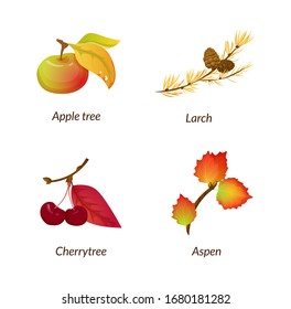 Colored isolated autumn elements fall leaves. Falling autumn october nature leaves. Set leaves of apple tree, larch, cherry tree, aspen vector