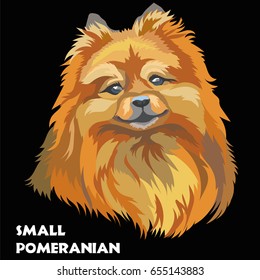 Colored isolated Small Pomeranian vector portrait on black background