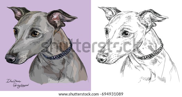 Colored Italian Greyhound Portrait On Purple Stock Vector Royalty